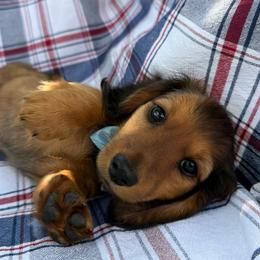 Gucci - Red male Dachshund puppy in Michigan from Hidden Haven Dachshunds