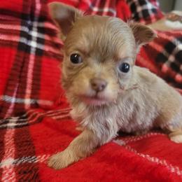 Girl 2 - Chocolate blue female Chihuahua puppy in Warsaw, Virginia from B&D Chihuahuas