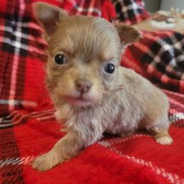 Girl 2 - Chocolate blue female Chihuahua puppy in Warsaw, Virginia from B&D Chihuahuas