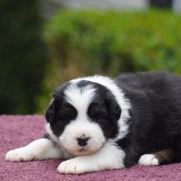 Red - Black tri-color male Australian Shepherd puppy in Pilot, Virginia from Obsidian Australian Shepherd