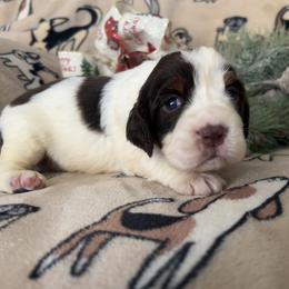 Hazel - Liver white and tan female English Springer Spaniel puppy in Las Vegas, Nevada from Legacy