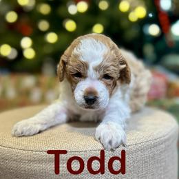 Todd - Parti male Poodle puppy in Ardmore, Oklahoma from Green Acres