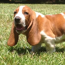 Basset Hounds from Huff's Hounds