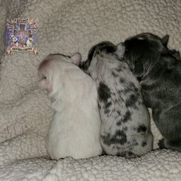 Boston Terrier and French Bulldog Puppies from Freedom Bostons