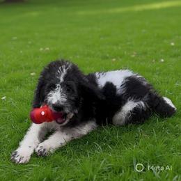 Comet - Parti male Labradoodle puppy in Monticello, Georgia from Daylin’s Doodles & Labradors