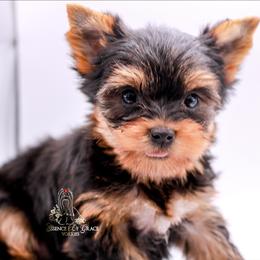 Yorkshire Terrier Puppies from Essence of Grace Yorkies