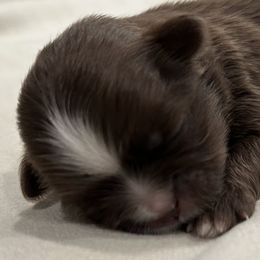 Shih Tzu Puppies from Moore Shih Tzus