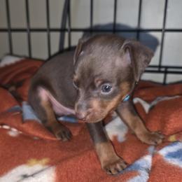 MCM1 5-26 Light Blue Collar - Chocolate and rust male Miniature Pinscher puppy in Middle Point, Ohio from Knisely's Min Pins-AKC