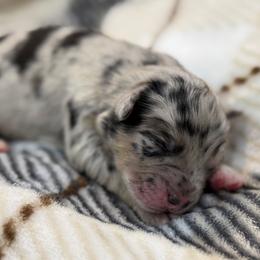 Carol - Blue merle female Australian Shepherd puppy in Nicholasville, Kentucky from Sugar Creek Aussies