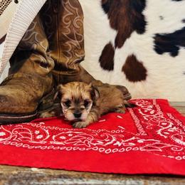 COOPER - Tan male Morkie puppy in Durand, Wisconsin from Larson’s Legacy Aussome Aussie Kennels