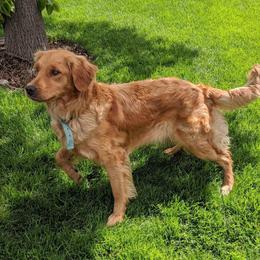Ann - Golden Retriever