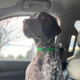 Maverick - German Shorthaired Pointer
