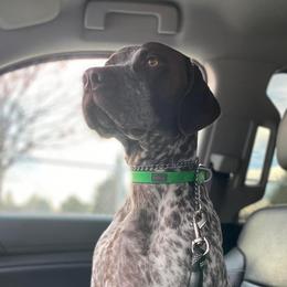 Maverick - German Shorthaired Pointer