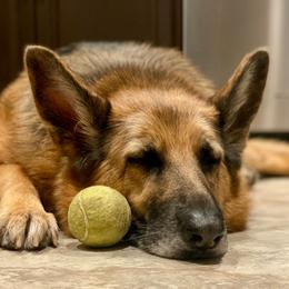 Raven - Black and red female German Shepherd puppy in Cochise, Arizona from Freiheit Von Himmel  Shepherds