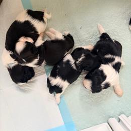 Malorie - Black and white female Shih Tzu puppy in Hemet, California from Aloha Shih Tzu