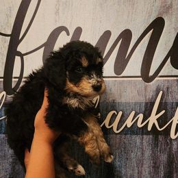 Bernedoodle Puppies from A MAYSING Bernedoodles