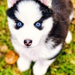 “Leo” - VP Black Magic If I Can Dream - Black and white Pomsky puppy in Homer, Alaska from Vulpini Arctic Spitz