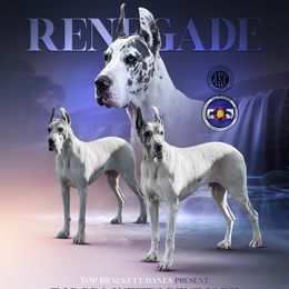 Wren - Great Dane