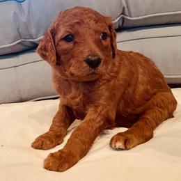 Goldendoodle Puppies from Doodles by Dana