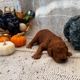 Poodle Puppies from CAStandardPoodles