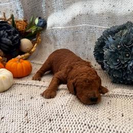 Poodle Puppies from CAStandardPoodles