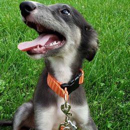 Silken Windhound Puppies from Silken Agents of CSBeck