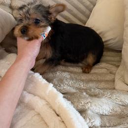 Girl 1 - Black and tan female Yorkshire Terrier puppy in Chino Hills, California from Chino Hills Yorkies