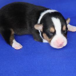 Bentley (Green collar) - Black and tan male American Corgi puppy in Omaha, Arkansas from DnD Corgis