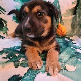 Alder - Black and tan female Chinook puppy in Gilbert, Washington from Desert Sol Chinooks