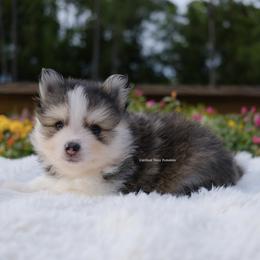 Grayson - Gray and white male Pomsky puppy in Loxahatchee, Florida from Cardinal Point Pomskies