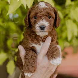Thyme - Red  male Goldendoodle puppy in Patterson, California from Dooling Doodles