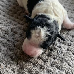 Pepper - Parti female Poodle puppy in Haddam, Kansas from Golden B Acres