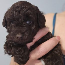 Maverick - Brown male Poodle puppy in Reno, Nevada from Ms. Julia's Poodle Manor