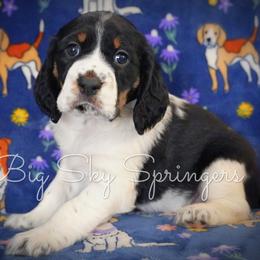 Girl 3 - Black white and tan female English Springer Spaniel puppy in Great Falls, Montana from Big Sky Springers