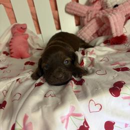 Margaret - Chocolate and tan female Dachshund puppy in Lake City, Florida from My Ditzy Doxies of Florida
