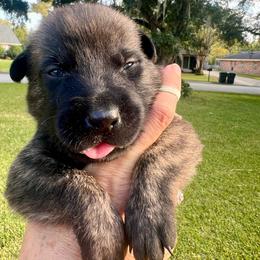 Male 5 - Black brindle male Dutch Shepherd puppy in Raceland, Louisiana from Fontana Farm