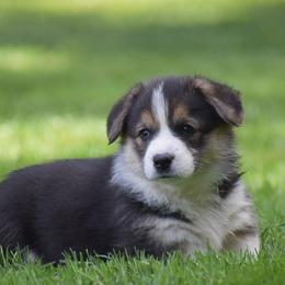 Flower - Black and tan female Pembroke Welsh Corgi puppy in Morgantown, Pennsylvania from GoldStar Corgis (License Number 18519)
