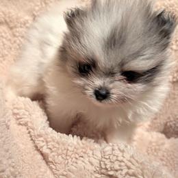 Diamond - Blue merle female Pomeranian puppy in Syracuse, New York from Precious Fancy Feet Pomeranians