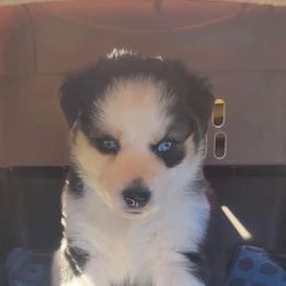 Aussiedoodle, Companion Cross, and Goldendoodle Puppies from Woof Den Kennels