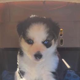 Aussiedoodle, Companion Cross, and Goldendoodle Puppies from Woof Den Kennels