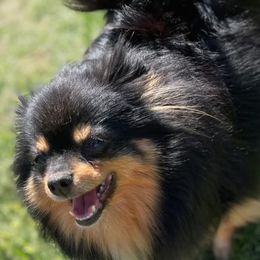 Unknown - Pomeranian