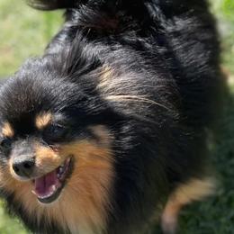 Unknown - Pomeranian
