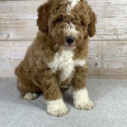 Goldendoodle Puppies from Ohiopuppypaws