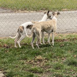 Whippet All Grown Up from Whippets of Westgate