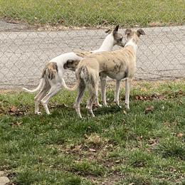 Whippet All Grown Up from Whippets of Westgate