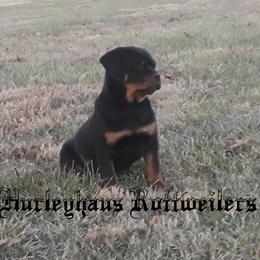 Rottweiler Puppies from Hurleyhaus Rottweilers