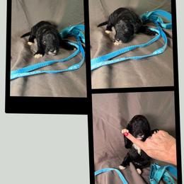Lugnut - Black male Goldendoodle puppy in Water Valley, Mississippi from Olympian Doodles