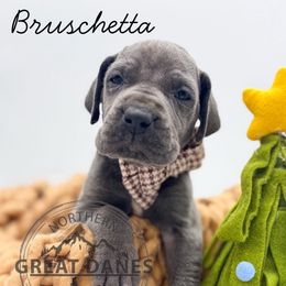 Bruschetta - Blue female Great Dane puppy in Sac City, Iowa from Northern Great Danes of Colorado & Iowa