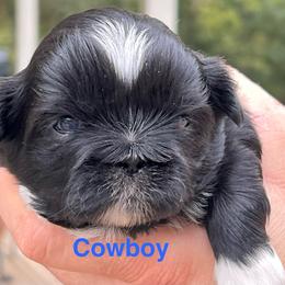Cowboy - Black and white male Shih Tzu puppy in Bloomfield, Indiana from Meihem Pups