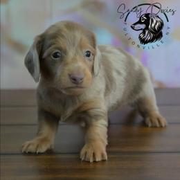 Royalty - Dapple female Dachshund puppy in Fultonville, New York from Sandy Aussies & Pomeranians